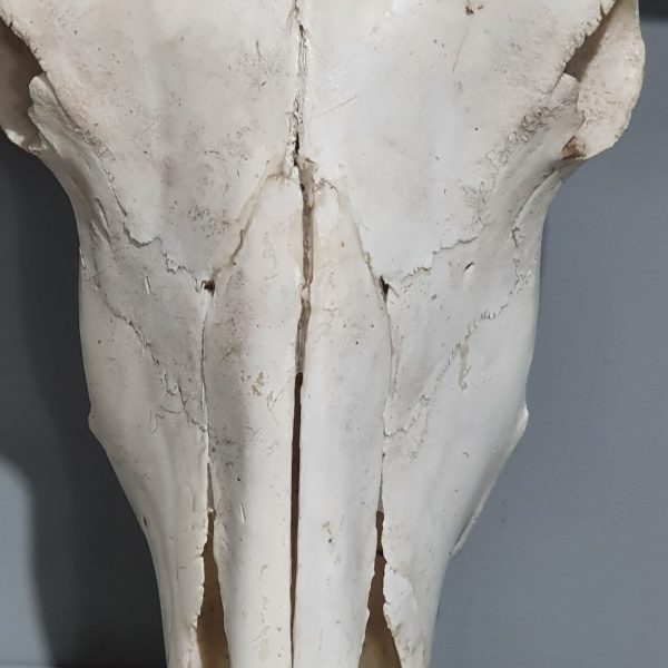 Texas Longhorn Skull