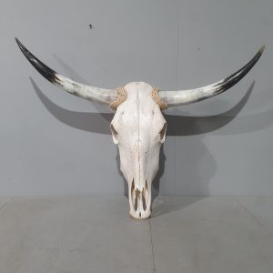 Longhorn Skull 31139